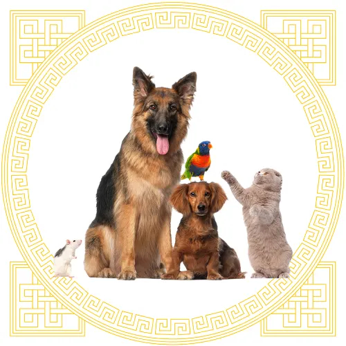 Pet Care Essentials