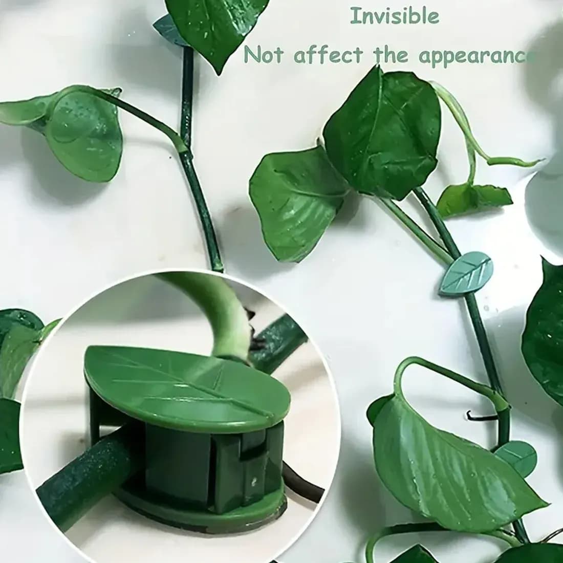 Plant Climbing Wall Fixture Clip(10 Pcs Set) Main Image 6